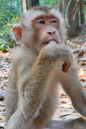 1.5K views · 28 reactions | Lovely Little monkey Bravo ! | Hi Monkeys | Facebook