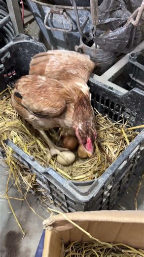 Indian aseel Hen ready to hatch her eggs