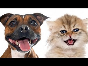 Cats vs Dogs: EPIC Battle for Dominance! (You Won't Believe What Happens!) Funny Dogs Cats Videos.