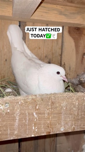 Pure White Pigeon Babies Just Hatched 🤍🔥 #güvercin #pigeonlaver
