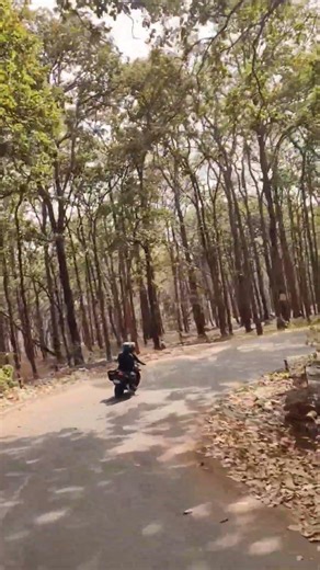 BETLA FOREST MORNING VIEW UNDER THE FOREST