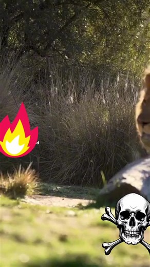 Aslan: Daima Aslandır! 👑