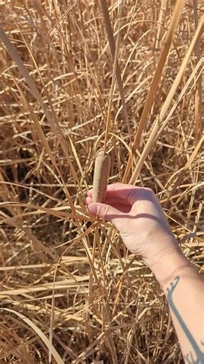 Understanding Cattail Explosions: Nature's Fascinating Process