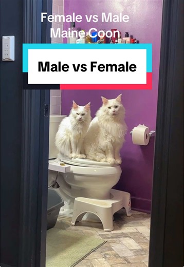 Maine Coon Size Comparison: Males vs Females