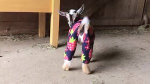 94K views · 1.2K reactions | Move over Bananas in Pyjamas, now it's GOATS. (something to make you smile) | Share it | Facebook