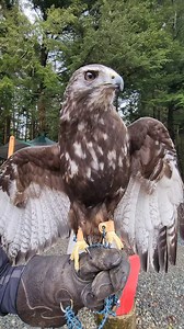 11K views · 1.6K reactions | Meet Kily, Harlan's Red-tailed Hawk and Raptor-in-Residence here at the Alaska Raptor Center. Harlan's Red-tailed Hawks are known for their dark plumage and marbled white, brown, and gray tail, which sets them apart from other red-tailed hawks. Once considered a separate species, ornithologists discovered traits intermediate between the two. Kily remains a stunning example of avian diversity. #redtailedhawks #didyouknow | Alaska Raptor Center | Facebook
