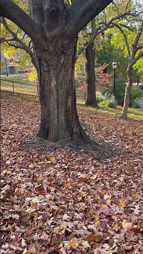 POV - You're walking around Lehigh University in the Fall