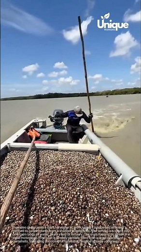 Harvesting clams from the seabed using a cage