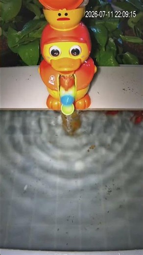 🔴 Cute Little Red Duck Water Play 🦆💦 | Relaxing Water Sounds & Immersive Fish Watching Live Cam的副本