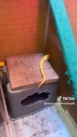 WORLDS LONGEST SPECIES OF SNAKE!!! THE RETICULATED PYTHON!!! #animal #fyp