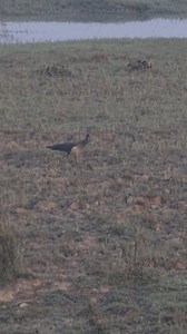 37K views · 950 reactions | First Time Seeing a Wild Peacock Near River Chenab 連 | Border-Side Adventure” While exploring the wild area close to River Chenab near the Pakistan-India border, I was amazed to spot a beautiful peacock in its natural habitat. It was my first-ever wild peacock sighting — a rare and unforgettable moment in the heart of nature. ✨ #PeacockInTheWild #RiverChenab #BorderAdventure #NatureMoments #OutdoorLife #fblifestyle | Taseer Hunting | Facebook