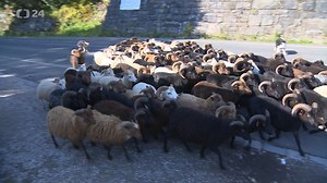 Ovce, kozy, krávy i koně pomáhají s obnovou cenných krkonošských luk. Díky péči místních hospodářů se do chráněného území začínají navracet vzácné druhy květin, hub i bezobratlých živočichů. | ČT24