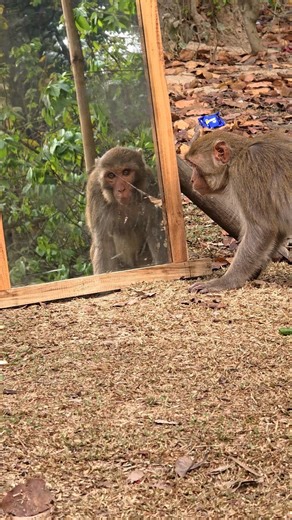The monkey sees itself in the mirror and looks outside the mirror.#monkey #wildlife