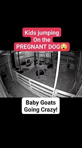 6.6K views · 356 reactions | Baby Kid Goats are playful 24/7. This brave one decided to jump on our pregnant Livestock Guardian Dog. Luckily she loves all the kids and allows it without getting angry. #dog #puppies #goats #babygoats #love #funny #guarddog | Hidden Heights Farm | Facebook