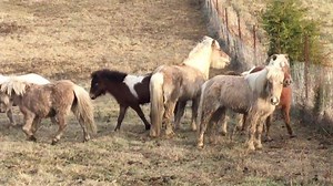 2.9K views · 72 reactions | This is the entire journey of the East Tennessee Miniature Horse and Donkey rescue princesses compiled into one video. Please like and share if you have been, or are now following their plight from feedlot to freedom. The girls still need sponsors and donations... Both are super easy and quick by clicking our webpage link or donate on our Facebook page. | East Tennessee Miniature Horse and Donkey Rescue | Facebook
