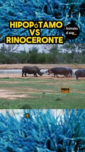 39K views · 164 reactions | Hipopótamo vs Rinoceronte. #hipopotamo #rinocerontes #animales | Animales al azar | Facebook