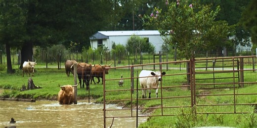 Kids learn about farming at Ol’ Mel’s Farm Day Camp