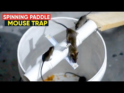 Bucket Mouse Trap | Spinning Paddle Rat Trap | Homemade mouse trap