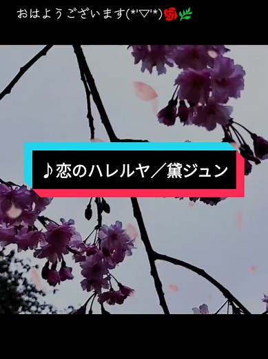 #黛ジュン 『恋のハレルヤ』1967年リリース👉情熱的でどこか異国風のサウンドに乗せて、恋に落ちた瞬間の熱さと解放感を強く表現した一曲 #歌詞をお花と風景で表現🌹🌿🎵