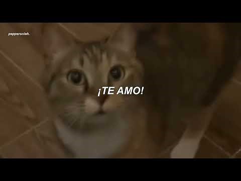 la canción del michi cantando que te alegrará el día
