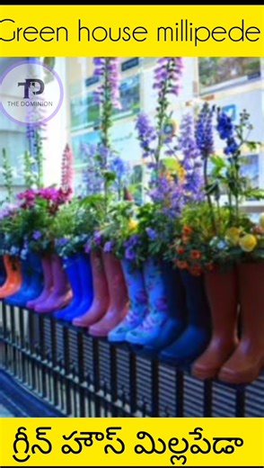 గ్రీన్ హౌస్ మిలిపేడా(Green house millipede )#viral#short# #Telugufacts#sciencefacts