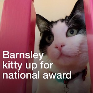 Cats are more than pets. They're family ❤️ | BBC Sheffield