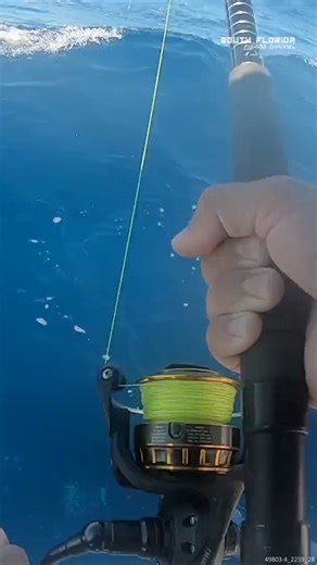 17K views · 273 reactions | Catching the BIGGEST Red Grouper I've EVER Seen #redgrouper #bigfish #goodcatch | South Florida Fishing Channel | Facebook