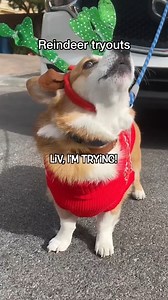 Reindeer training > army bootcamp #reindeer #petsoftiktok #holidays | Hammy & Olivia