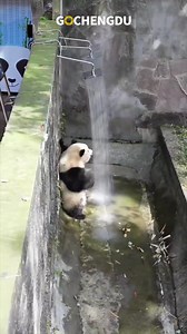 56K reactions · 17K shares | #Pandas trying to make themselves extinct.  #China #chinalife  Video from GoChengdu | Embassy of The People's Republic of China in the United States | Facebook