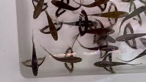 African Butterfly Fish- Pantodon buchholzi We’ve lost count of how many times we’ve been asked to checkout a dead fish we’ve not noticed only to find out the customer was referring to this rather bizarre looking fish just doing what they do, lounging about the waters surface. These fish are imported from both the Niger and Congo basins, western and central Africa where they inhabit calm steady backwaters which also includes swamp land. The African Butterfly as it’s commonly known is predominantl