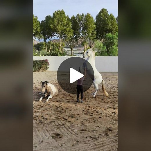 Spanish Horse Training Techniques for Horsemanship Enthusiasts