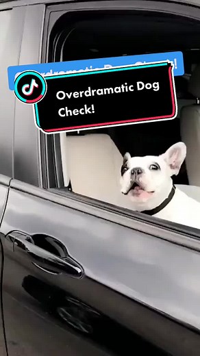 Embrace Your Inner Drama King or Queen with Walter Geoffrey the Frenchie!