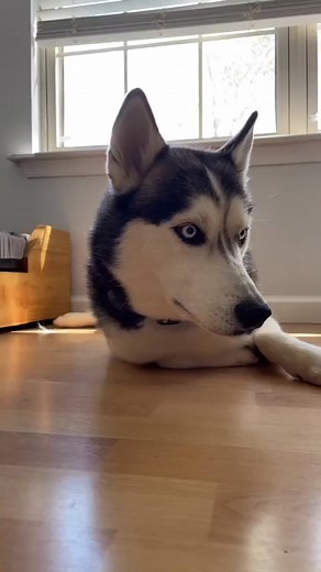 da fluff! #petsontiktok #dogchallenge #whatsthatnoise #boop #537 | Moon and Shadow