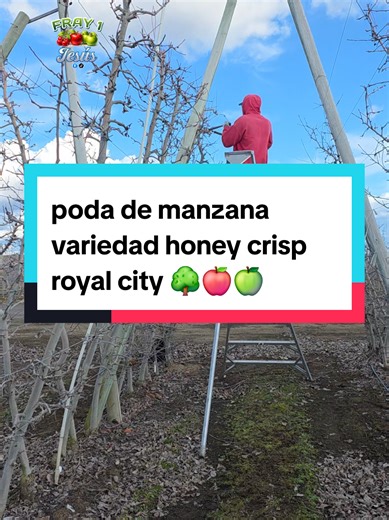 Harvesting Honey Crisp Apples in Royal City, Washington