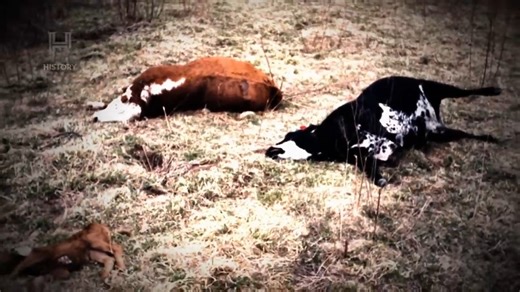 Em julho de 2013, no Condado de Henry, Missouri, o fazendeiro Lyn Mitchell se deparou com uma cena horrível: uma de suas vacas de raça estava morta e mutilada no pasto. #AlienígenasDoPassado | HISTORY