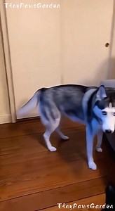 Husky scared them for fun... but the yellow cat got revenge! 🐶😂🐱💛💥🤣 | Dr. Nazmul Anam