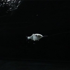 28K views · 1.1K reactions | Catch Co. spent the past year working with swimbait designer Mike Bucca to create this 3.75" Baby Bull Shad. | Karl's Fishing & Outdoors | Facebook