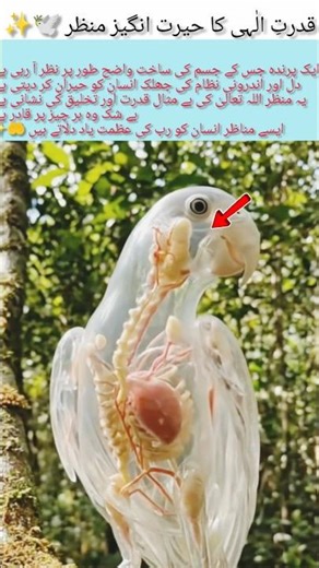 The Amazing Creation of a Bird 🕊️✨#AmazingCreation#Nature#Wonder#Faith#Viral#Shorts