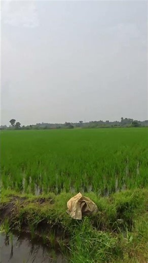 🌊 The continuous paddy fields of the Cauvery basin — a magnificent sight! 😍