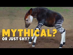 Who "Discovered" the Okapi?
