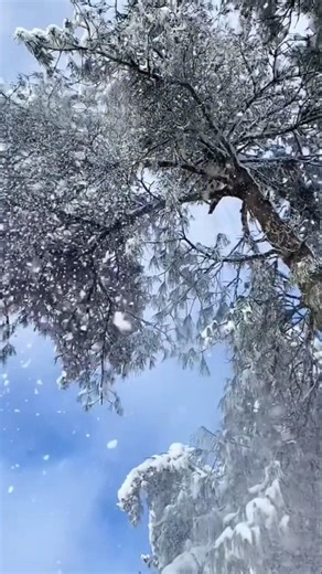 장가계에 안 가봤다면 백세여도 늙었다 할 수 없다 #snow #travel #설산