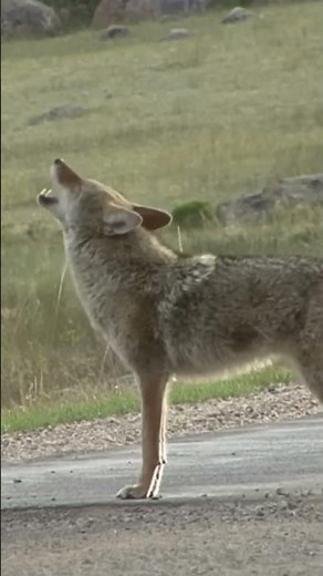 DID YOU KNOW ABOUT THE COYOTE?