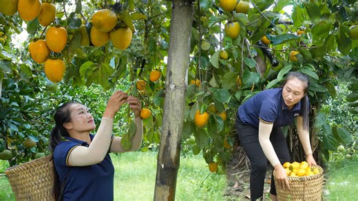 Beautiful Persimmon Harvesting Season Paired With the Aroma of Tender, Crispy Grilled Pork Ribs | Ly T Ca