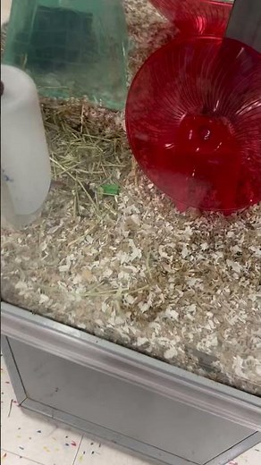 Chinchillas at Petco #chinchillas #petrodents #standardgrey #petco #threechinchillas