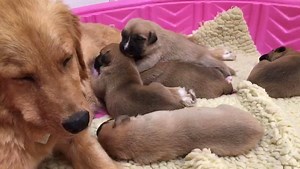 Puppy cam! | The Foster Dog Chronicles
