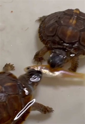 One of my eastern box turtles finally caught a fish… but the lazy sibling showed up right on time to try stealing dinner. 🐢🐟 Hard work vs freeloading turtle energy 😂 Who do you think deserved the fish? #turtle #boxturtle #easternboxturtle #turtlesofinstagram #reptilesofinstagram