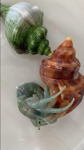 The process of hermit crabs changing shells #shorts