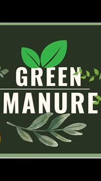 "Green Manure: Nature’s Secret to Healthy and Fertile Soil 🌱"