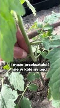 How to recognize a wolf and grow tomatoes with 1, 2, or 3 shoots? 🍅 #growing #tomatoes #greenhous...