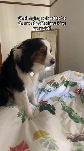 Adorable Border Collie Puppy Waking Up My BFF